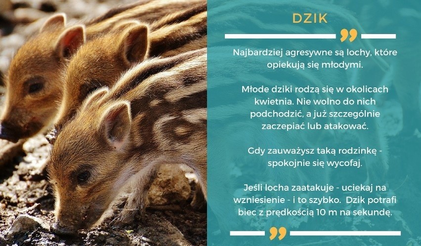 Dzik zaatakował dziecko! Ciężko rannego 6-letniego chłopca z Legnicy przewieziono do szpitala we Wrocławiu