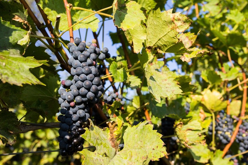 W Parku Sanguszków w Tarnowie może wkrótce powstać winiarnia