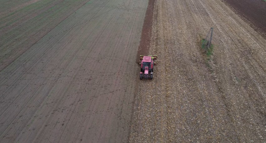 Talerzowanie pola kukurydzy w gospodarstwie Gienka i...