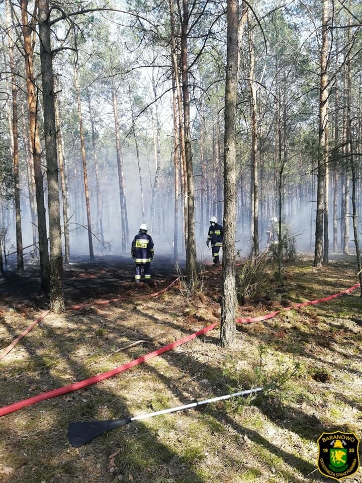 Pożar lasu, Golanka gmina Kadzidło. 17 zastępów straży pożarnej walczyło z ogniem