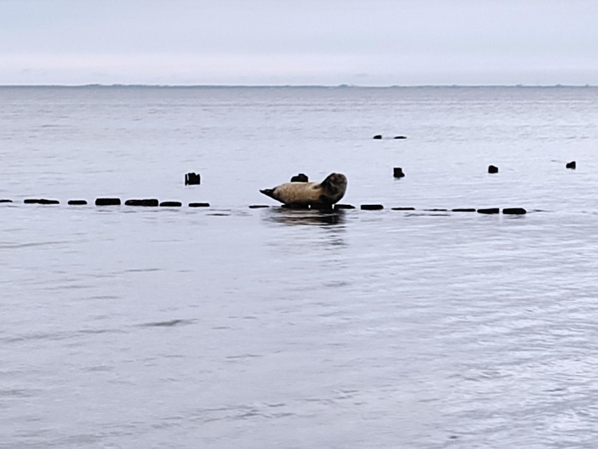 Gdynia. Przy plaży w Babich Dołach pojawiła się foka, 18.07.2022 r. ZDJĘCIA WIDEO