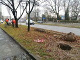 W centrum Kielc i na Czarnowie sadzone są drzewa 