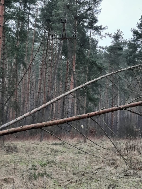 Usuwanie zniszczeń spowodowanych w lasach przez orkan Nadia...