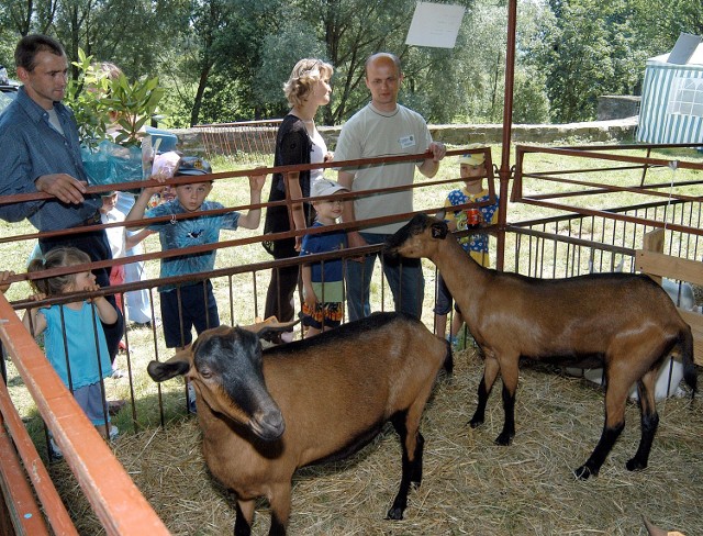 Najwiekszą sensację na wystawie budziły alpejskie kozy. Fot. K. Baranowska