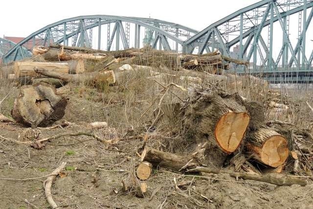 Drzewa, którymi zajęli się drwale, zostały wcześniej powalone przez wiatr