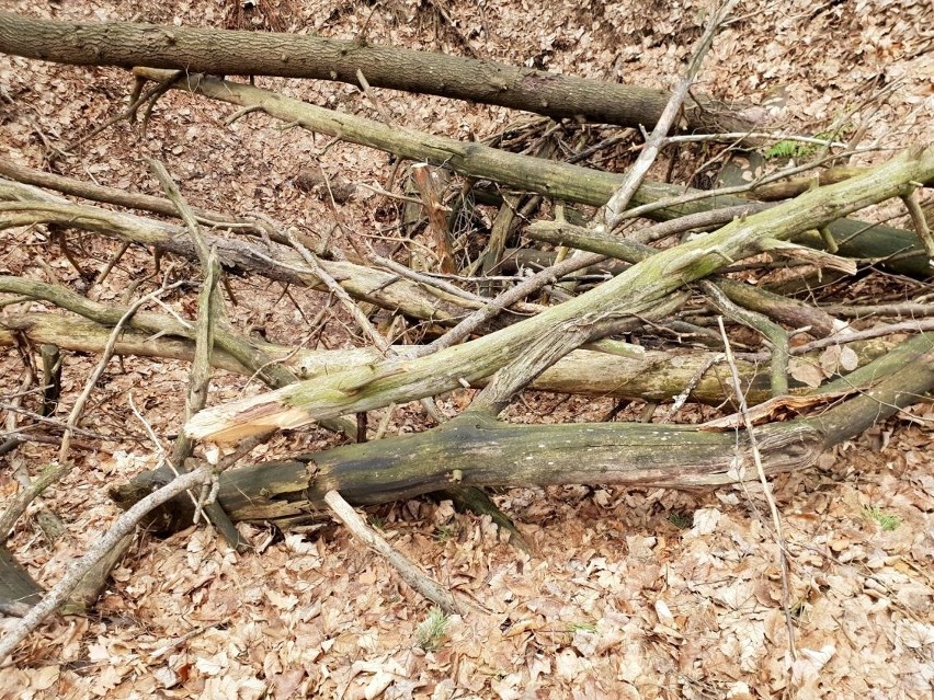 Wycięto drzewa na terenie rezerwatu Kręgi Kamienne w gminie Miedziana Góra. Nadleśnictwo Kielce wyjaśnia [ZDJĘCIA]
