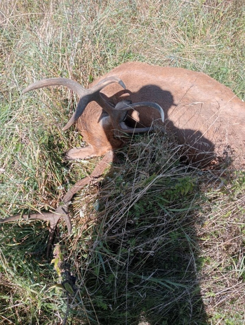 Zderzenie auta osobowego z jeleniem w Przebendowie (gm. Choczewo). Jeleń nie przeżył uderzenia