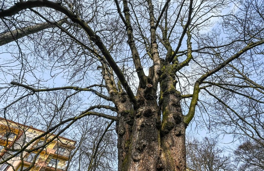 Drzewo rośnie w zachodniej części Parku Ludowego im....
