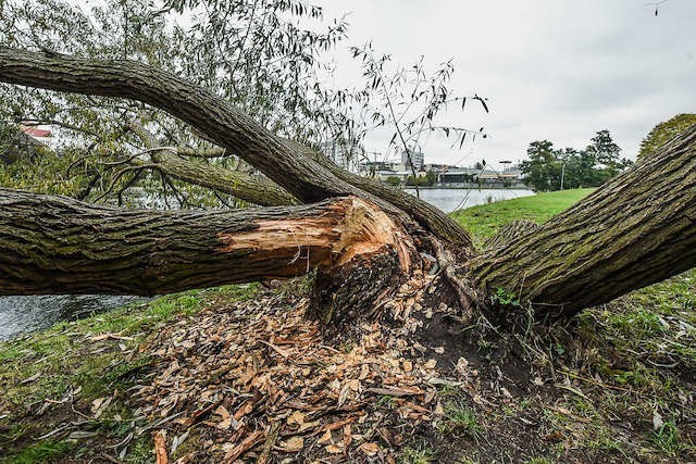 Ślady po „bydgoskich” bobrach można zauważyć choćby nad Brdą