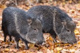 Dwie samice pekari chaco zamieszkały we wrocławskim zoo. Przyjechały do nas z Berlina. Zobaczcie zdjęcia