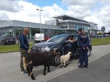 Nietypowa kontrola kierowców w Bydgoszczy. Policjantom towarzyszyły... baranki [zdjęcia]