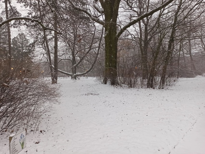 Zima wróciła. Czekają nas intensywne opady śniegu. Ostrzeżenie meteorologiczne IMGW. Jaka pogoda w Łodzi i woj. łódzkim? 