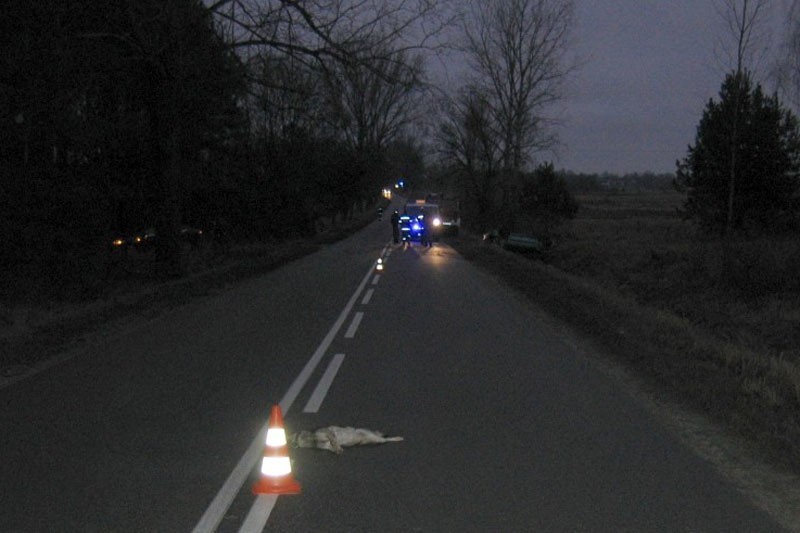 Do wypadku doszło w środę rano na drodze Ciechanowiec -...