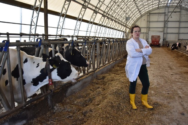 Monika Przychodzka z Plebanki, która ma 46 krów mlecznych, jest zadowolona z obecnych cen za mleko, ale słyszała już o możliwych spadkach stawek surowca w przyszłym roku