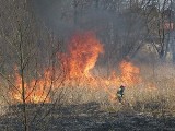 Plaga pożarów traw i lasów w Polsce! W 2022 r. w woj. łódzkim strażacy odnotowali ponad 1000 takich przypadków! Statystyki przerażają...
