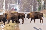 Na Podlasiu coraz łatwiej wpaść na żubra, a nawet na sto żubrów! Niesamowite obrazki z regionu. Zobacz zdjęcia i wideo