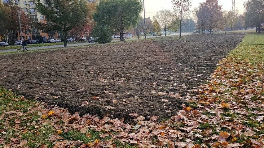 Ogromna łąka kwietna powstanie na osiedlu Mydlice w Dąbrowie...