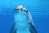 Wielka tragedia w Brazylii. Ciała ponad stu delfinów dryfują w wodach Amazonki