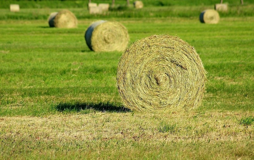 Zależnie od rejonu i warunków pogodowych w Polsce trwa...