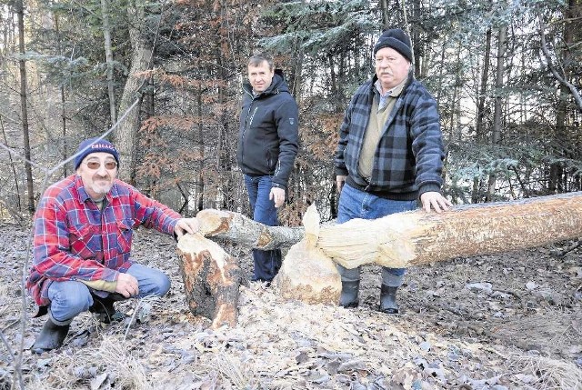 Adam Cichoń (od lewej), Jerzy Turek i Tadeusz Stach przy świeżo powalonych przez bobry drzewach nad potokiem Bieniówka. - Te zwierzęta rozpanoszyły się u nas na dobre i nie ma na nie mocnych - mówią mieszkańcy wioski