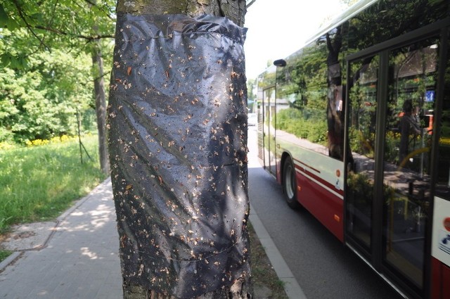 Opolskie kasztanowce są w coraz lepszej kondycji