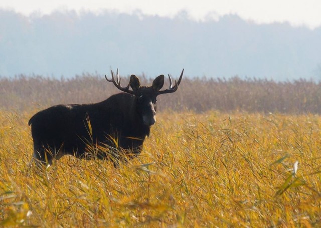 Łosie w Biebrzańskim Parku Narodowym nie są niczym niezwykłym, jednak ostatnia historia, która wydarzyła się w pobliżu wieży widokowej w Goniądzu jest dość niecodzienna