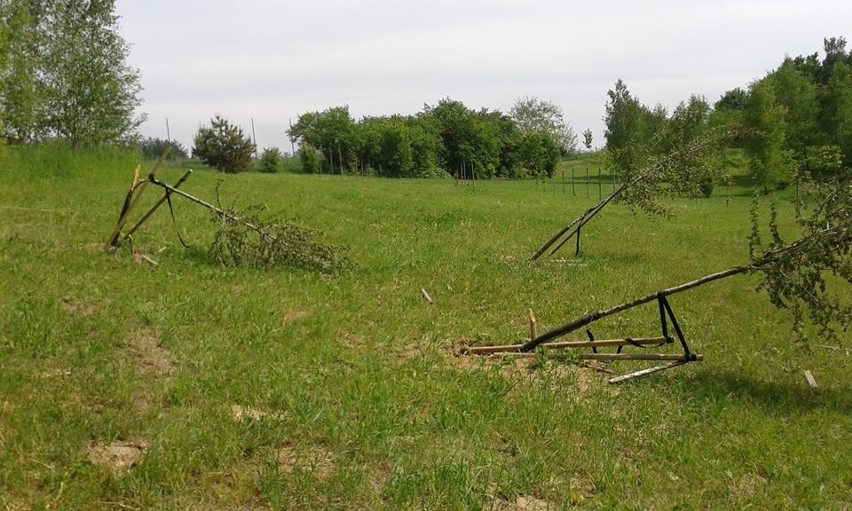 Wandale zniszczyli drzewka i stabilizujące je paliki,...