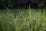 Polecamy sposób na piękny trawnik bez mchu, czyli wapnowanie. Teraz jest idealna pora. Sprawdź, jak to zrobić i czego użyć