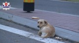 Niezdów. Wyrzucił psa z auta i odjechał. Tłumaczył, że to nic złego 