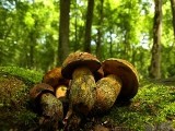 Golubscy policjanci znaleźli w lesie 74-letnią grzybiarkę. Szukało jej 50 osób