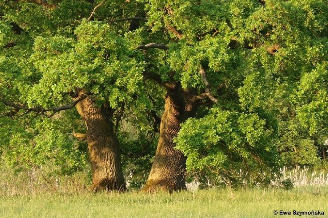 W języku łacińskim dąb ma nazwę quercus od celtyckiego cuer- szlachetny i cuez - drzewo. To szlachetne drzewo było zwykle poświęcone bogom.