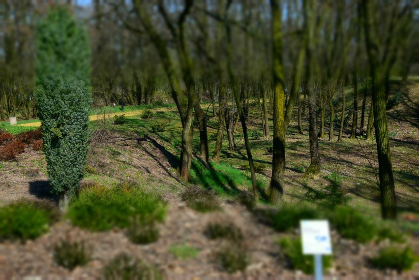 Śląski Ogród Botaniczny. Międzynarodowy Dzień Ptaków