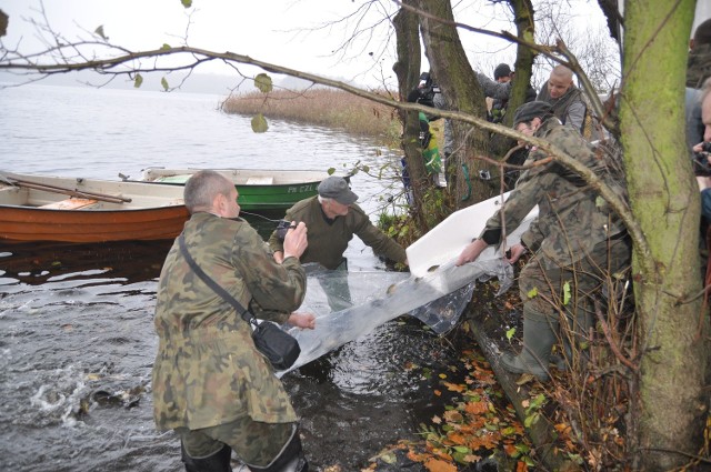 Jezioro w środku miasta to ogromy walor Szczecinka, więc co roku ratusz nie skąpi na akcje zarybieniowe.