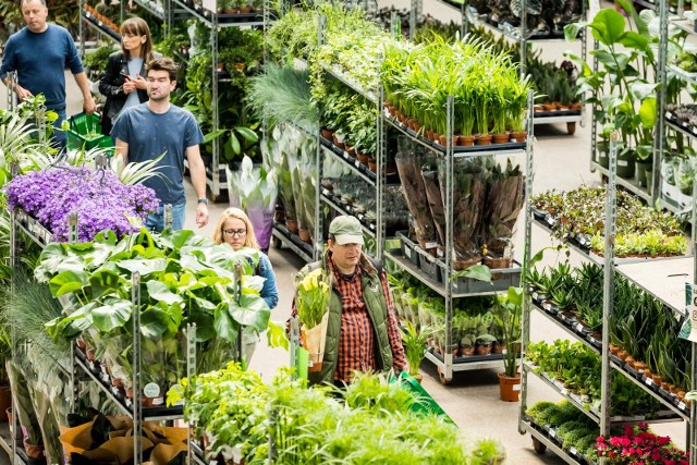 W czasie "Kwiatowej Gali" zorganizowano też warsztaty florystyczne, podczas których można było poznać tajniki sztuki układania kompozycji z kwiatów doniczkowych. Na miłośników roślin czekali też eksperci, którzy podpowiedzieli, jak pielęgnować różne gatunki roślin.