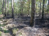 Najwyższy stopień zagrożenia pożarowego w podkarpackich lasach
