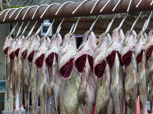 Ta ryba została wycofana przez GIS ze sklepów. Halibut niebieski znika z MAKRO. Spożycie grozi zachorowaniem na listeriozę