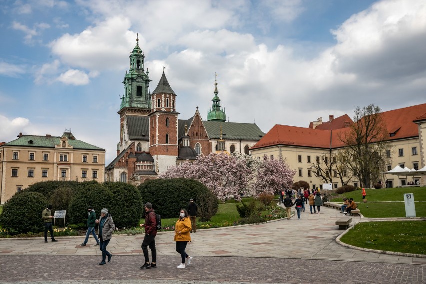 Wawelskie magnolie przyciągają tłumy ludzi