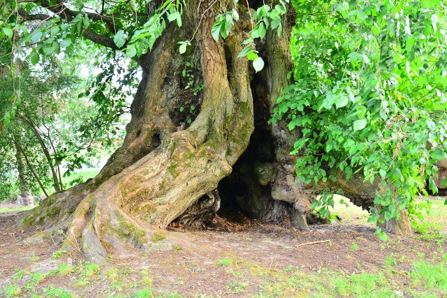 Mistrz Krabat - nieoficjalna nazwa wiązu szypułkowego w Węglinach w gminie Gubin. Zaskakująco potężne drzewo nie znajduje się na liście pomników przyrody.
