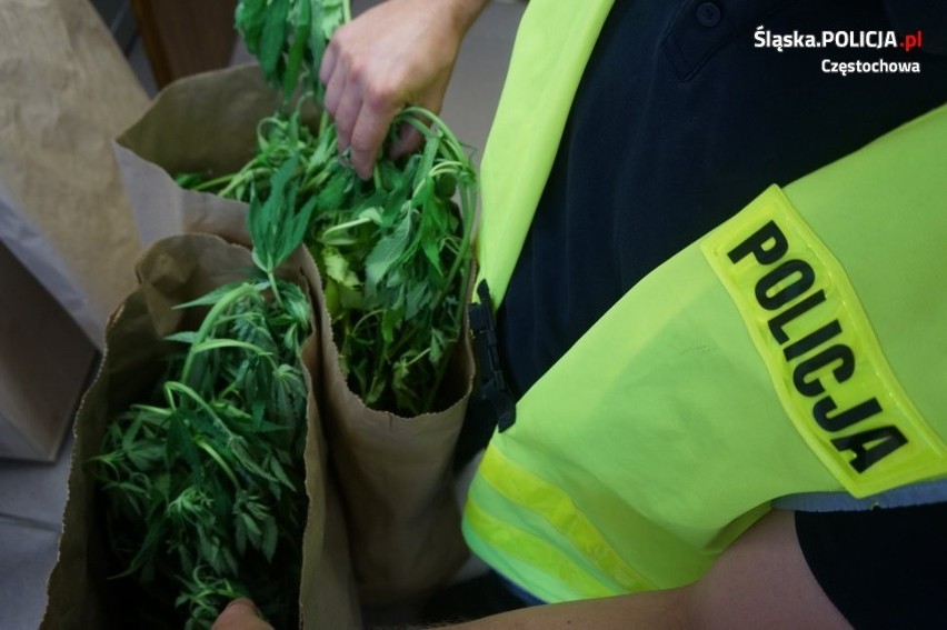 Częstochowa: hodował marihuanę w zaroślach. Policjanci przejęli ponad 5 kg. narkotyków