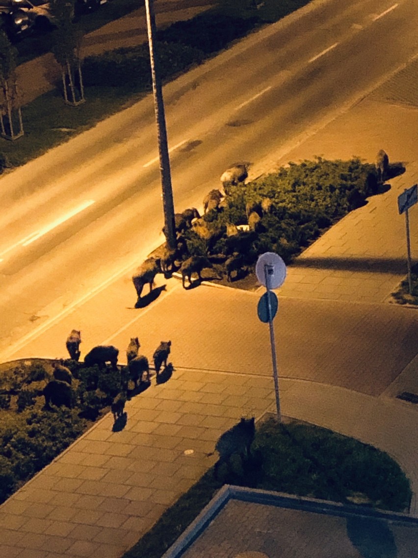 Szokujący widok w Krakowie. Ponad 20 dzików krążyło w rejonie ulicy Kobierzyńskiej
