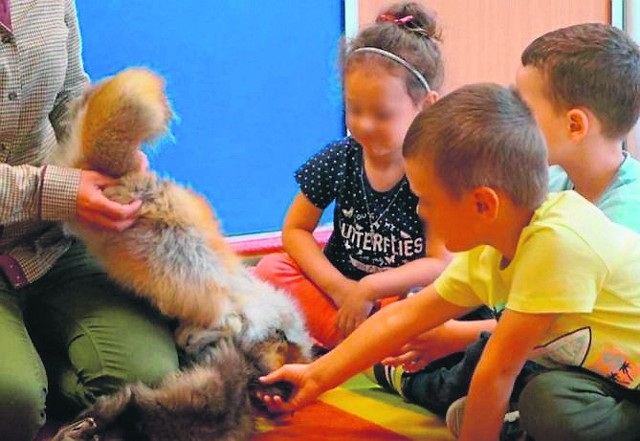 Przedszkolaki z placówki w Koszycach podczas spotkania z łowczynią mogły między innymi dotknąć wypchanego lisa