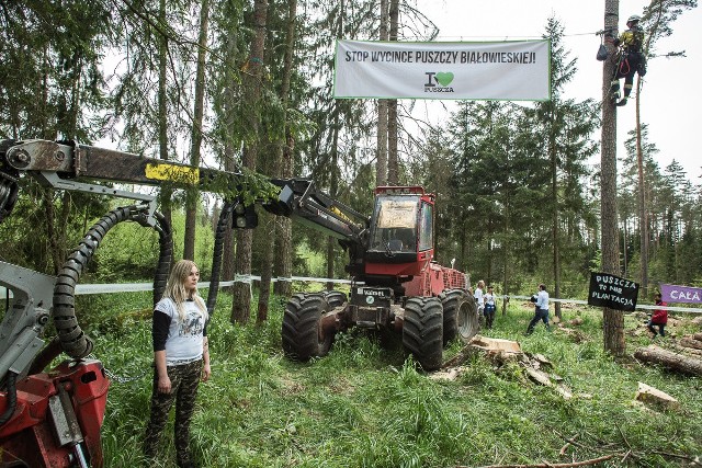 Bronią Puszczy jak Rospudy. Zablokowali wycinkę drzew