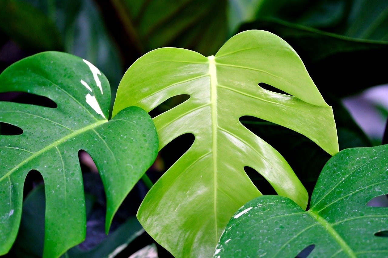 Monstera | Dziennik Zachodni