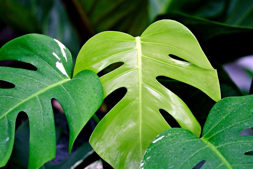 Monstera | Dziennik Zachodni