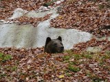 Zoo w Poznaniu: Niedźwiedzie już na wybiegu [ZDJĘCIA]