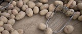 Komisja Europejska dopuściła na nasze rynki uprawy genetycznie zmodyfikowanych ziemniaków