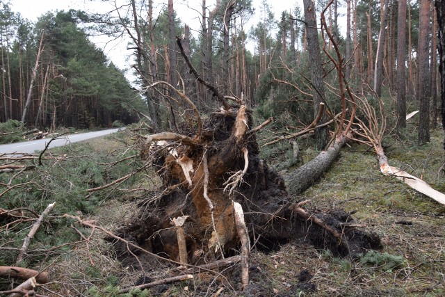 Tak wygląda krajobraz przy DW790 pomiędzy Ogrodzieńcem, a miejscowością Mitręga. Zobacz kolejne zdjęcia. Przesuwaj zdjęcia w prawo - naciśnij strzałkę lub przycisk NASTĘPNE