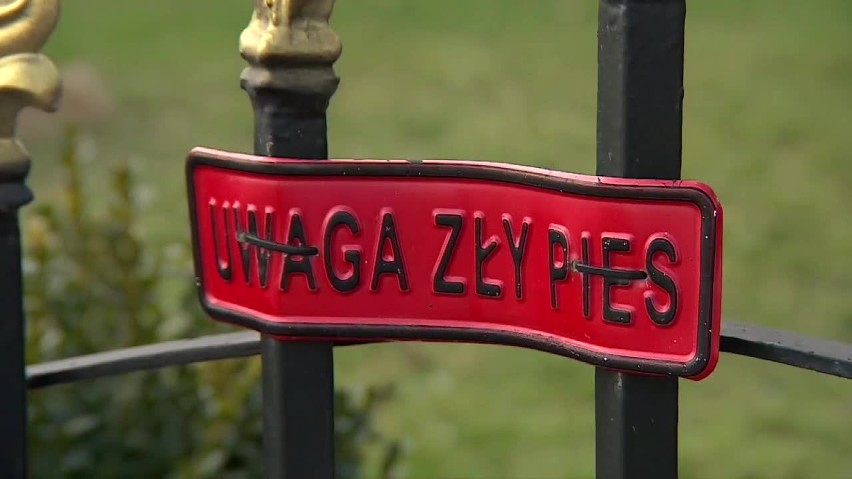 Bulterier pogryzł trzyletnią dziewczynkę. Jest w śpiączce [WIDEO]