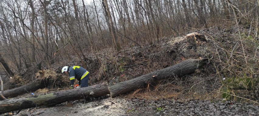 Przewrócone na drogi drzewa i uszkodzone linie energetyczne w powiecie białobrzeskim