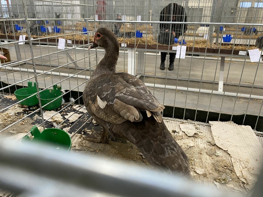 Najpiękniejsze gołębie, króliki i kury z całego świata robią furorę! Krajowa Wystawa Gołębi Rasowych i Drobnego Inwentarza w Targach Kielce